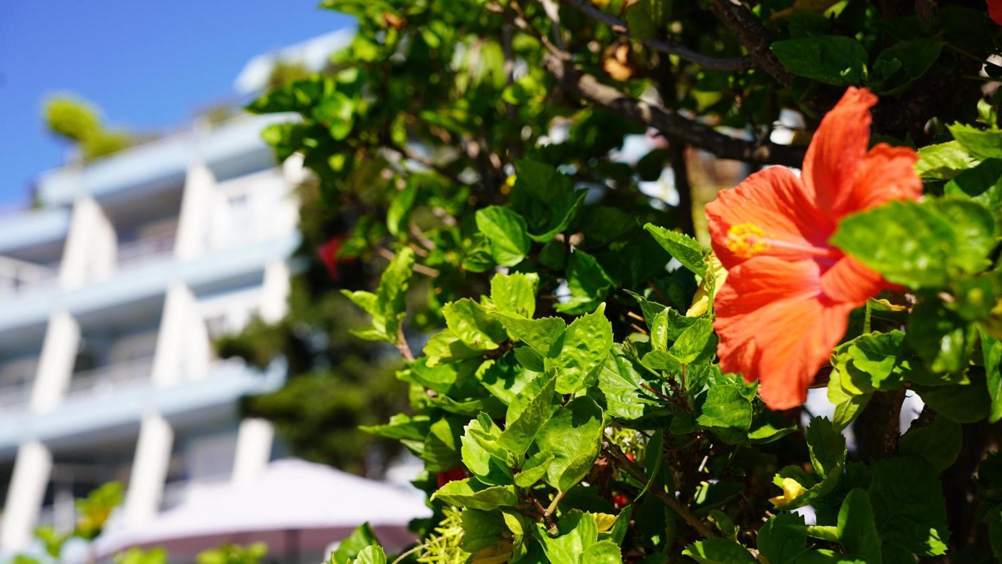 Coral La Quinta Park Suites Santa Ursula  Ngoại thất bức ảnh